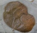 Fossil Leaf (Zizyphoides flabellum) - Montana #37208-1